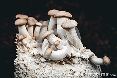 Growing up king oyster mushrooms on mycelium, home fungiculture and farming Stock Photo