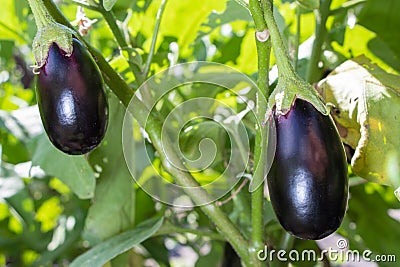 Growing vegetables in an industrial greenhouse eggplant Stock Photo