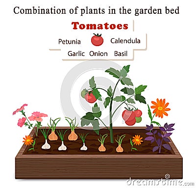 Growing vegetables and plants on one bed. Tomatoes, onions, garlic, calendula flowers and petunias Stock Photo