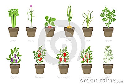 Growing vegetables in a pot. Set of potted plant. Home garden. Tomato, onion pepper growth. Isolated vector illustration Cartoon Illustration