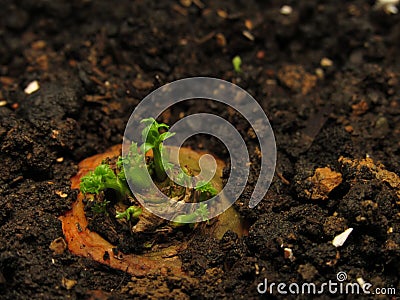Carrot sprout, made from a piece Stock Photo