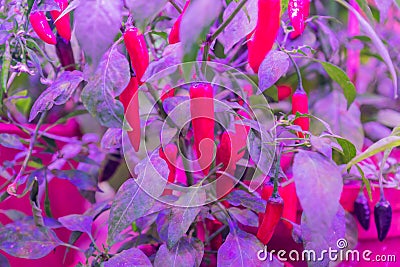 Growing vegetables under LED grow light Stock Photo