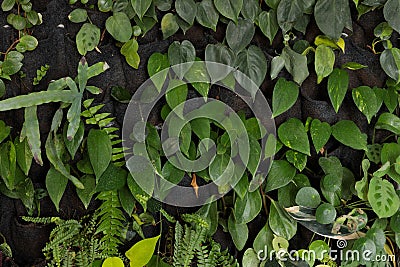 Growing verticillium at home, potted plants. Felt wall for plants Stock Photo