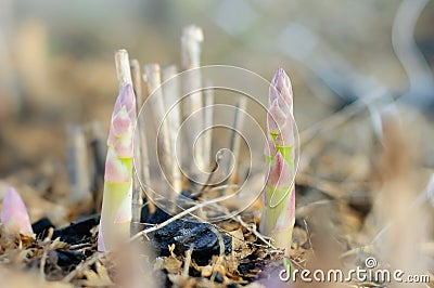 Growing a very popular and healthy variety of green asparagus on home beds Stock Photo
