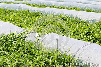 Growing watermelon cropland Stock Photo