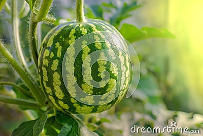 Growing watermelon in a greenhouse. A small watermelon is ripening in the garden Stock Photo