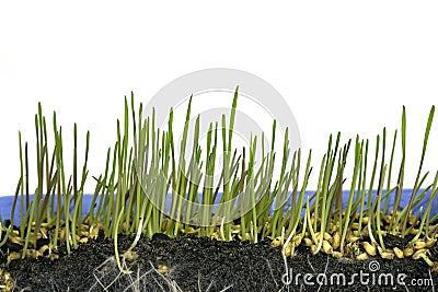 Growing wheat Stock Photo