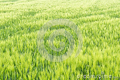 Growing wheat, ripening corn field in spring Stock Photo