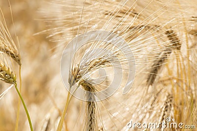 Growing wheat Stock Photo