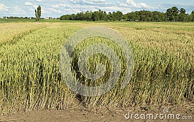 Growing wheat fields with different sorts and colors Stock Photo