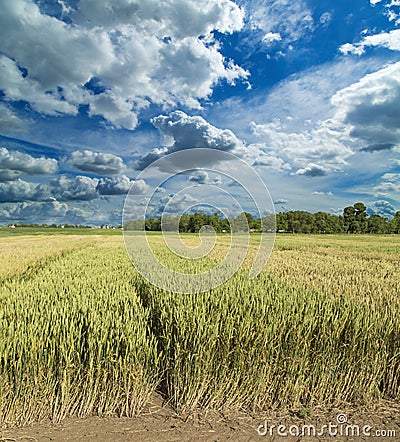 Growing wheat fields with different sorts and colors Stock Photo