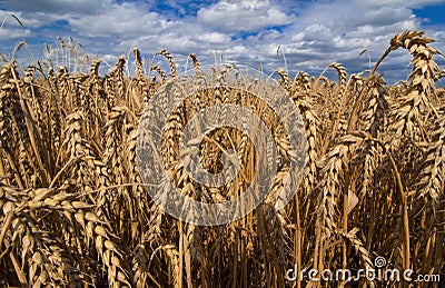 Growing wheat before the harvest Stock Photo