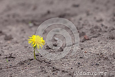 Growing yellow flower sprout Stock Photo