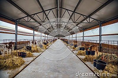 Growing of young dairy calves of the Montbliard and Jersey breed in loose stalls with hay Stock Photo