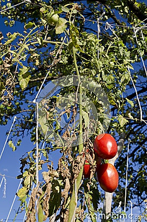 Growing your own bio vegetables Stock Photo