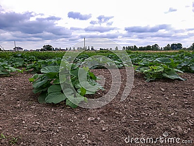 Growing your own pumpkin crop on a farm in the open field against the background of the field horizon Stock Photo