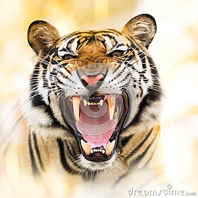 Growl siberian tiger Stock Photo