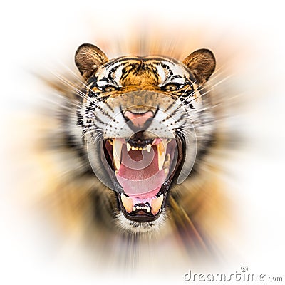 Growl siberian tiger Stock Photo