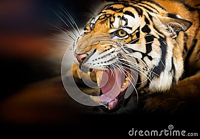 Growl siberian tiger Stock Photo