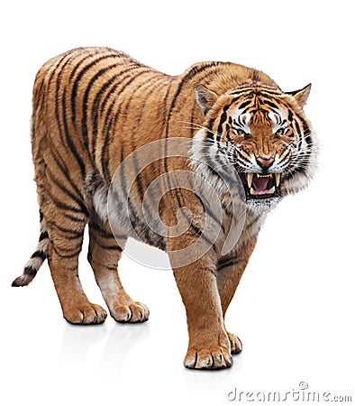 Furious tiger Stock Photo