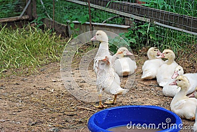 Grown Chicks Muscovy ducks in the poultry farm. Stock Photo