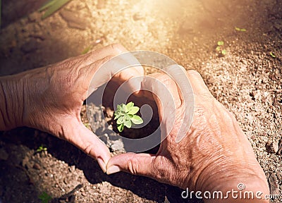 Grown with love. a woman making a heart shape around a plant sprouting from soil. Stock Photo