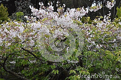 Cherry blossom, captivating with a world-wide audiance Stock Photo