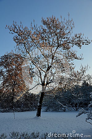 It grows fast, the tree is conspicuous by its leaves, Stock Photo