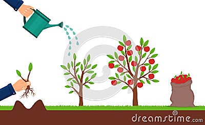 Growth of apple tree and harvesting. Hand plants a sapling of fruit tree. Cultivation process of fruit. Seedling plant with leafs Vector Illustration