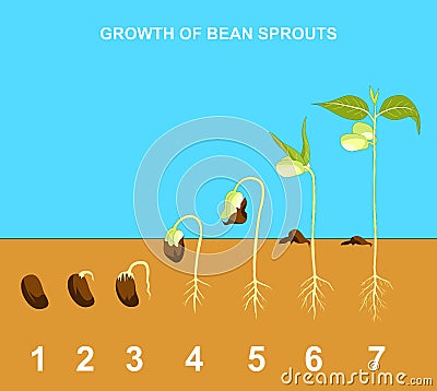 Growth of bean sprouth Vector Illustration