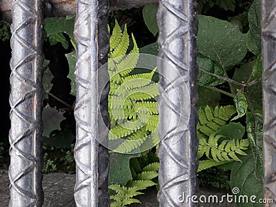 Growth beneath the city sewers, unleashed nature Stock Photo