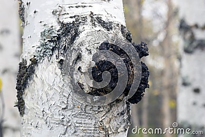 Growth on the birch - medicinal mushroom chaga. Stock Photo