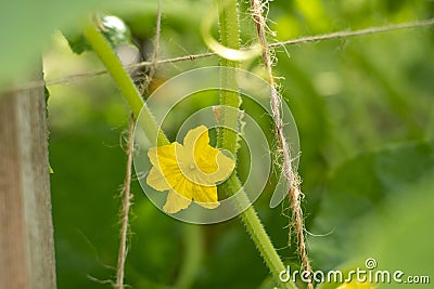 The growth and blooming of greenhouse cucumbers. Cucumbers vertical planting. Growing organic food. Cucumbers harvest Stock Photo