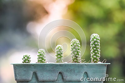 The growth of cactus in old green pots Stock Photo