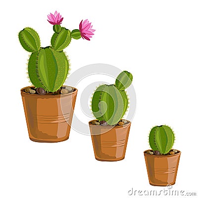 The growth cactus plants in pots Vector Illustration