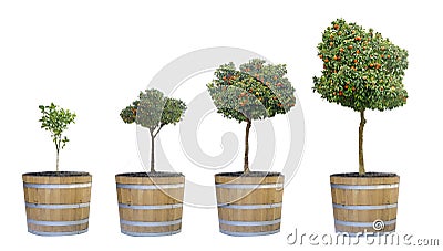 Growth of citrus trees Stock Photo