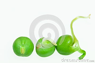 Growth Cycle Stock Photo