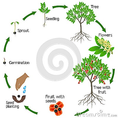 A growth cycle of a ackee tree on a white background. Vector Illustration