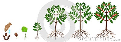 A growth cycle of coffee plants isolated on a white. Vector Illustration