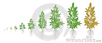 The Growth Cycle of hemp plant. Marijuana phases set. Cannabis indica ripening period. The life stages. Weed Growing Vector Illustration