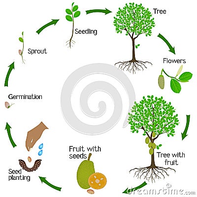 A growth cycle of jackfruit tree on a white background. Vector Illustration