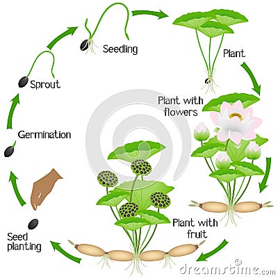 A growth cycle of lotus plant on a white background. Vector Illustration