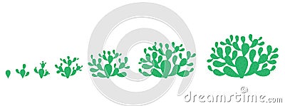 The Growth Cycle of opuntia cactus plant. Prickly pear phases set. Nopal ripening period. The life stages development. Indian Cartoon Illustration