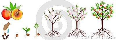 A growth cycle of a peach plant is isolated on a white background. Vector Illustration