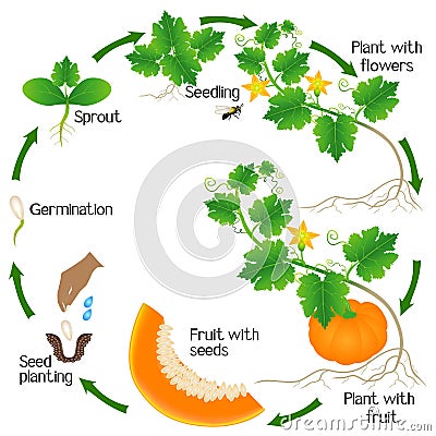 A growth cycle of a pumpkin plant on a white background. Vector Illustration