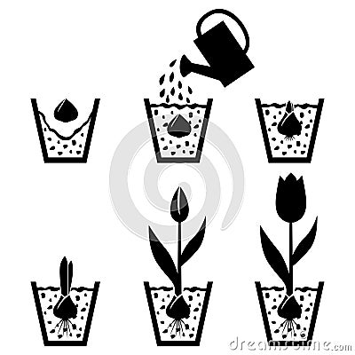 Growth cycle tulip in pot Vector Illustration