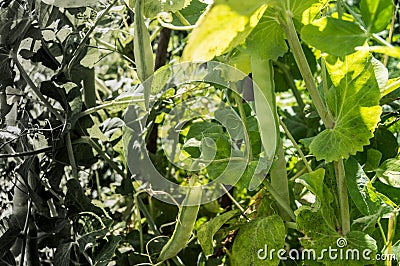 Growth and development concept, color gradient, environmental problems, young pea plant in the garden Stock Photo