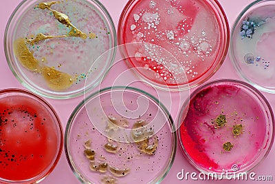 Growth of different bacterial cultures, concept. Bacteriological examination. Harmful and beneficial bacteria, Stock Photo