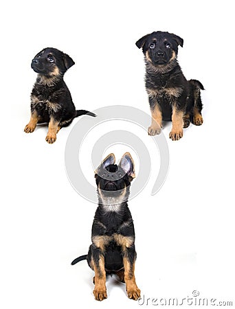 Growth of a German shepherd puppy Stock Photo