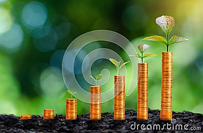 The growth of gold coins has a natural green background tree. Stock Photo